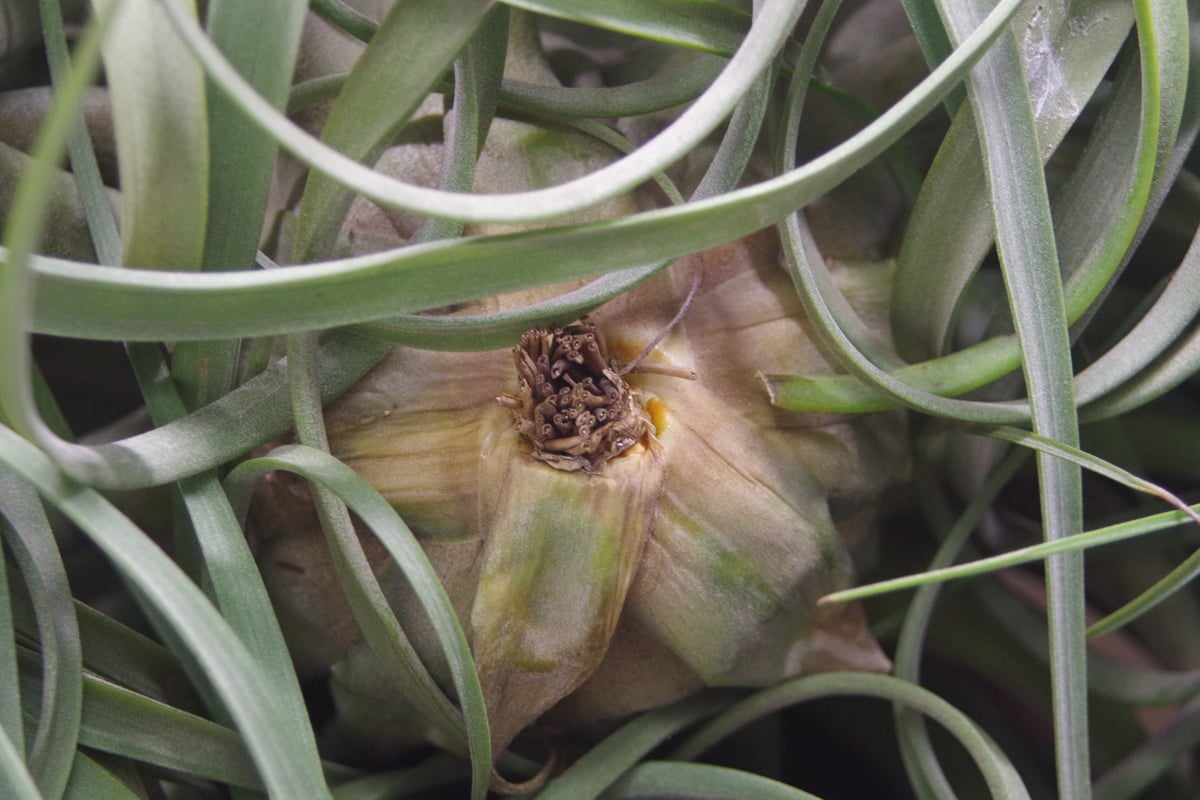 コンコロール×ストレプトフィラ 2XLサイズ01号 | air-plants コンコロール×ストレプトフィラ 2XLサイズ01号 | air-plants