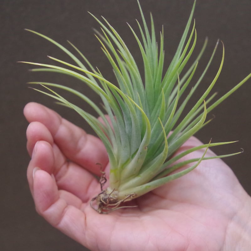 イオナンタ ファットボーイ 20号 | air-plants TENGU-DO