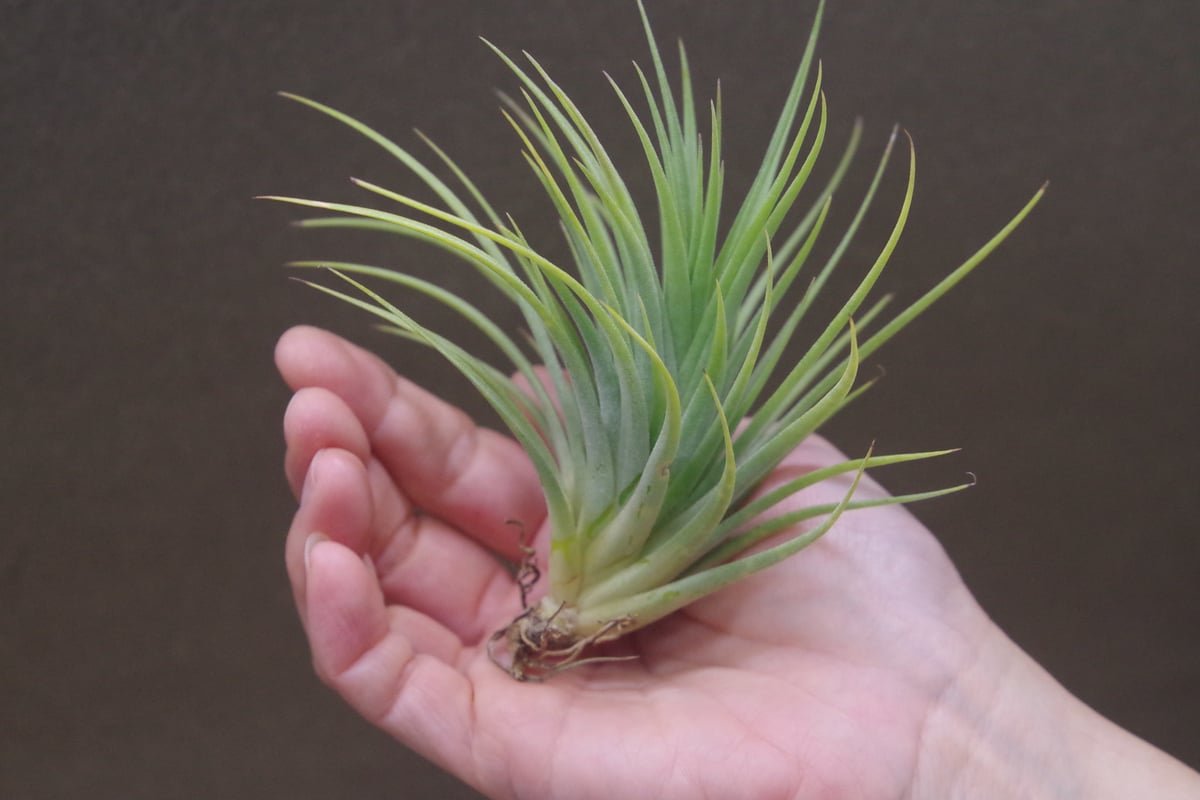 チランジア Fat Boy チランジア・イオナンタ・ファットボーイ Tillandsia ionantha