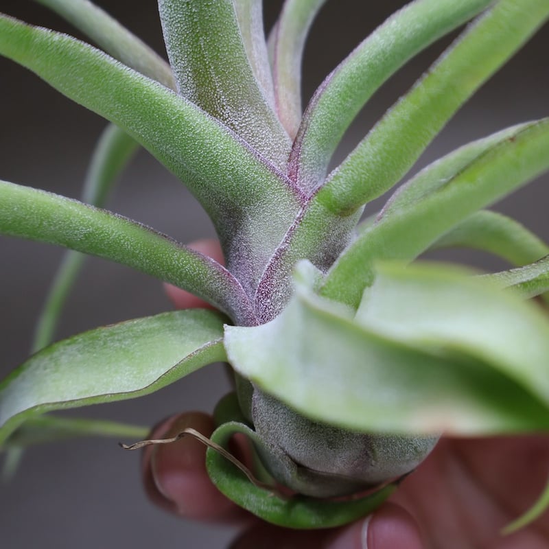 ストレプトフィラ 14号 | air-plants TENGU-DO