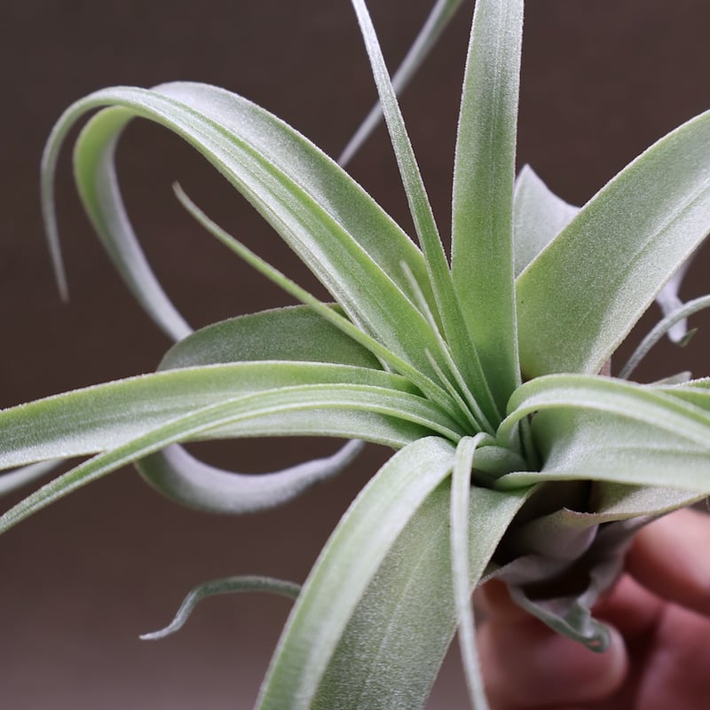 ストレプトフィラ × キセログラフィカ 10号 | air-plants TENGU-DO