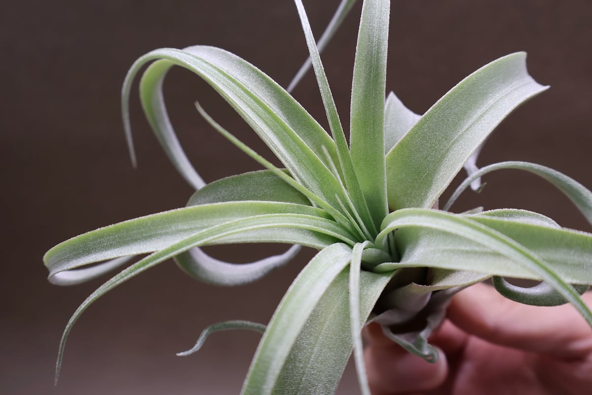 ストレプトフィラ × キセログラフィカ 10号 | air-plants TENGU-DO