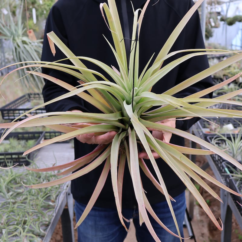 ロドセファラ 01号 | air-plants TENGU-DO