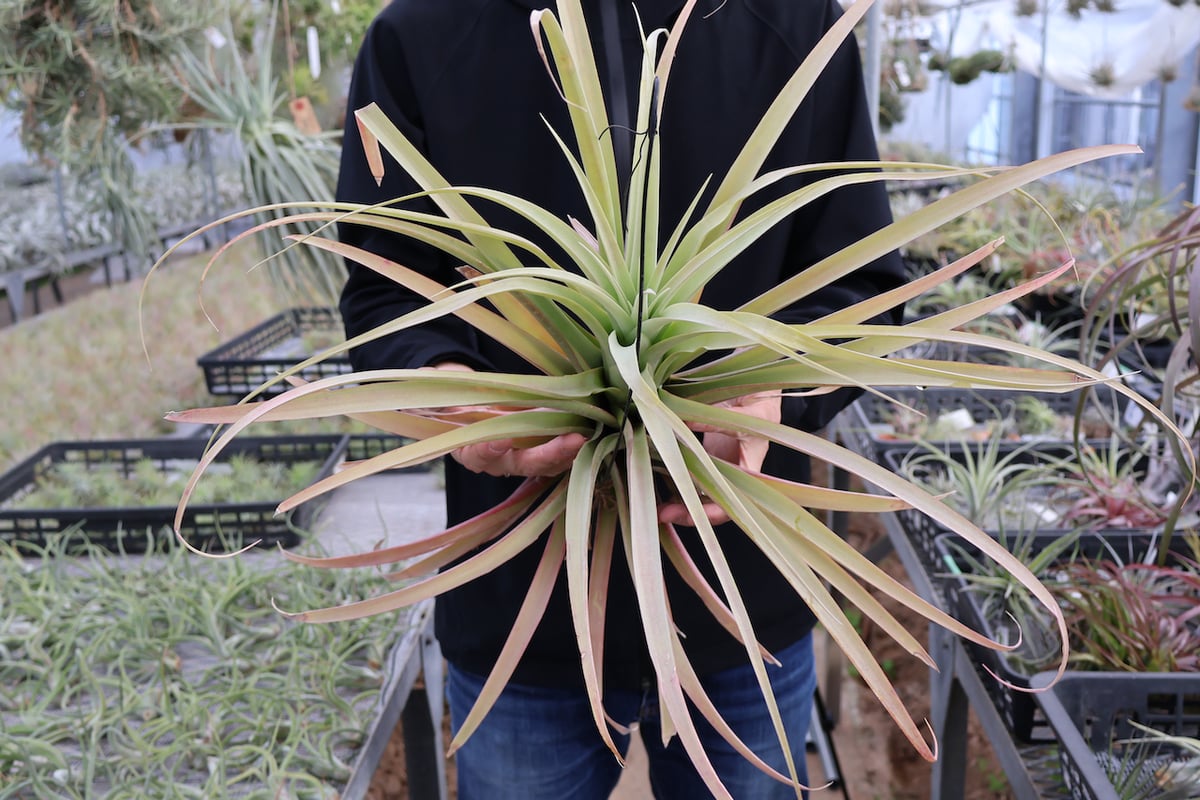 ロドセファラ 01号 | air-plants TENGU-DO