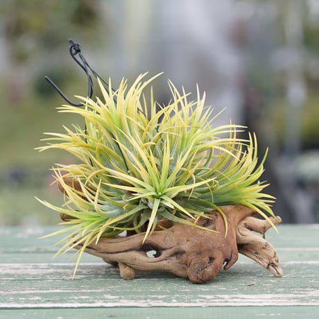 CATEGORY 品種名：I/J/K/L | air-plants TENGU-DO