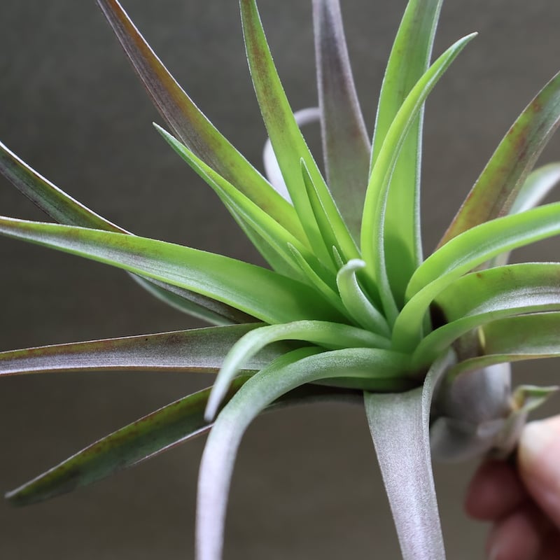 ラブノット（カピタータ×ストレプトフィラ）Mサイズ70号 | air