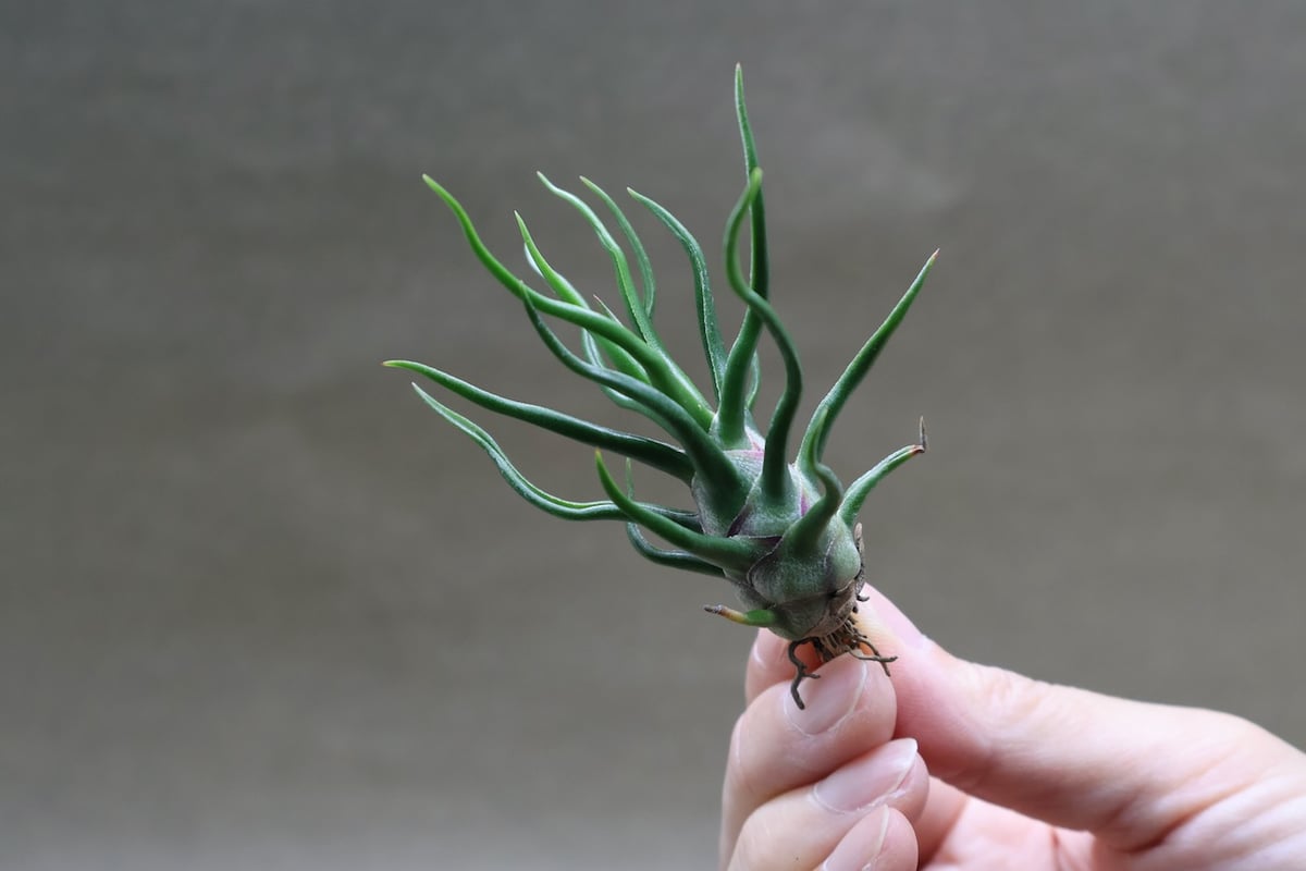 【訳あり】ブルボーサ　タイニーダンサー　Bulbosa tiny dancer 現品】チランジア・ブルボーサ・タイニーダンサー T. bulbosa