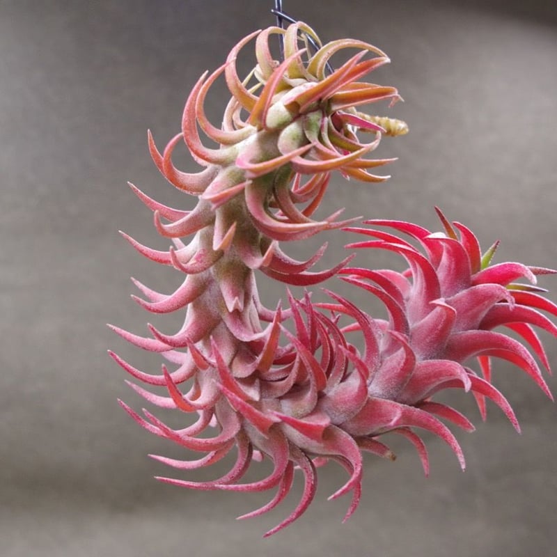 T*5様 T. 'Hawaiian Peach'(バンハイニンギー) T*5様 T. 'Hawaiian