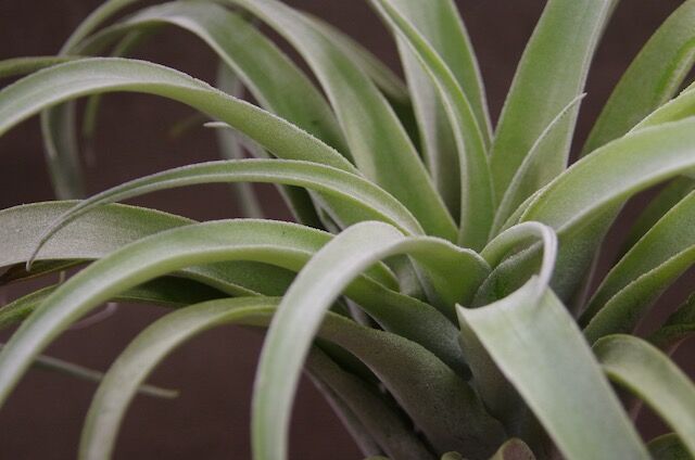 ストレプトフィラ メキシコ × リオホンドエンシス 01号 | air-plants