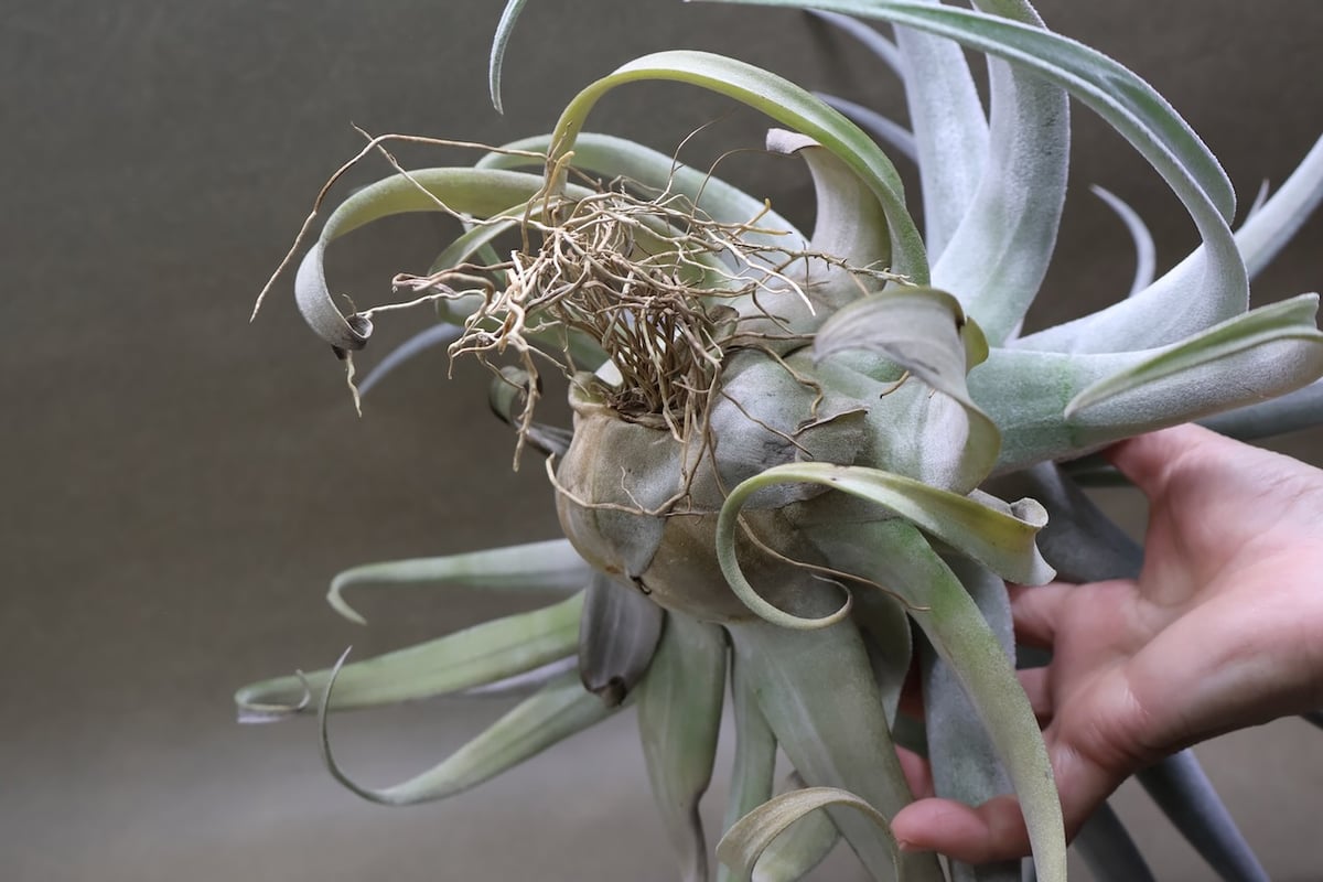 ベアコレアーレ（ストレプトフィラ x チアペンシス）05号 | air-plants