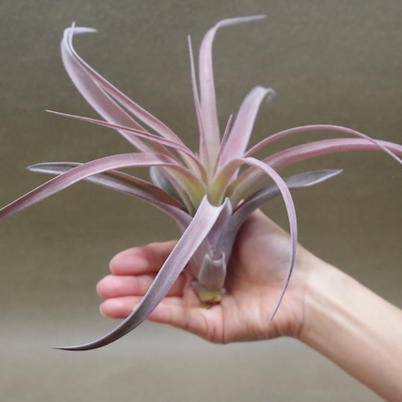 カピタータ×ストレプトフィラ Mサイズ 15号 | air-plants TENGU-DO