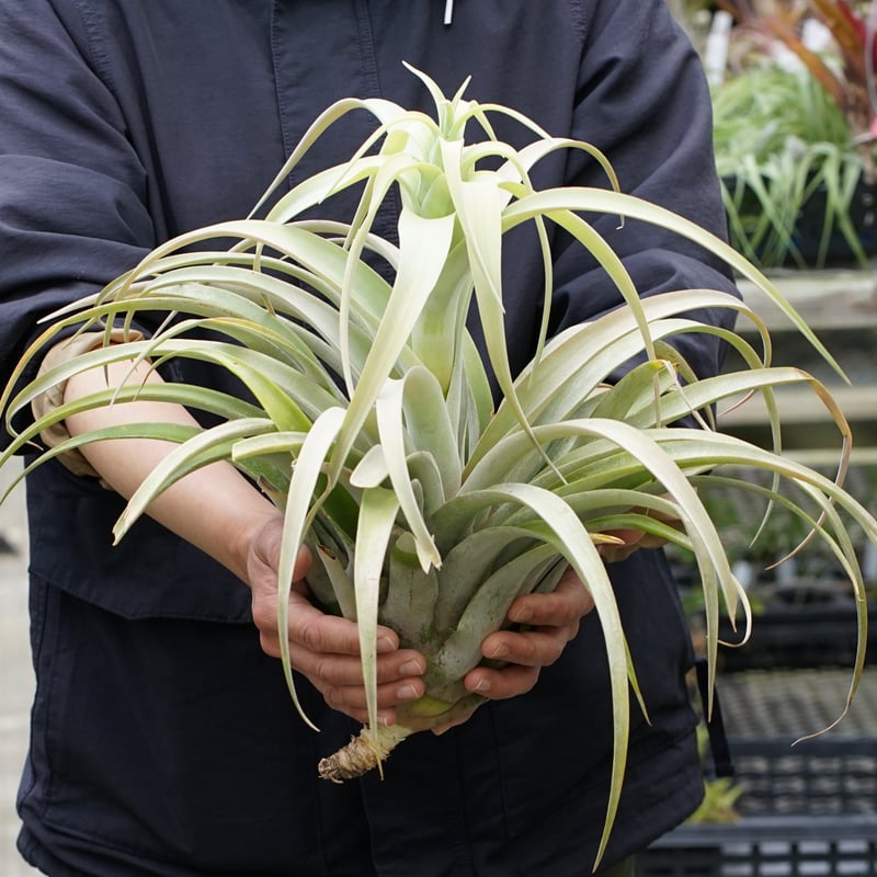 スタッフ特選】カピタータ シルバーローズ 2XLサイズ A号 | air-plants