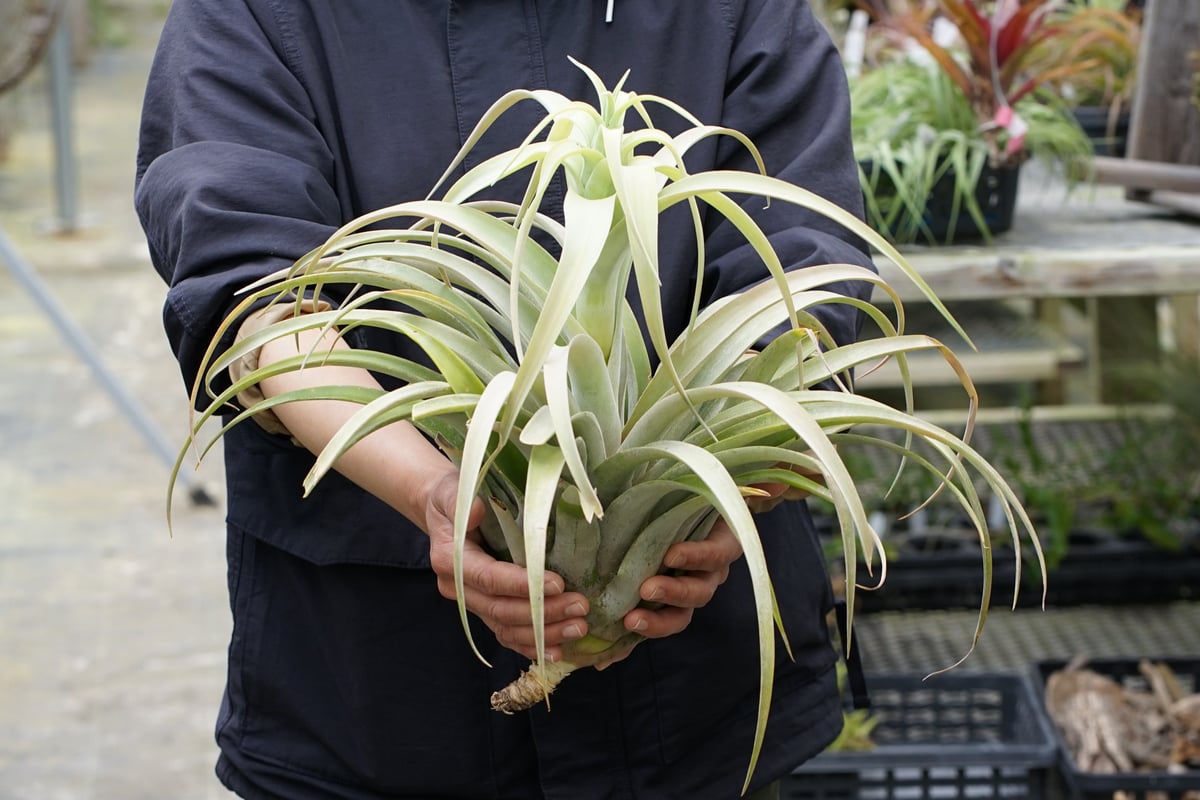 スタッフ特選】カピタータ シルバーローズ 2XLサイズ A号 | air-plants