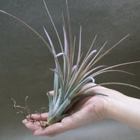 ベストインクラス （ キセログラフィカ × ロシー ）08号 | air-plants