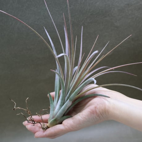 CATEGORY 交配種 | air-plants TENGU-DO