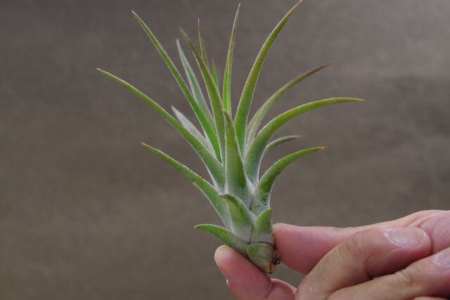 イオナンタバンハイニンギー × ジョエル 01号 | air-plants TENGU-DO