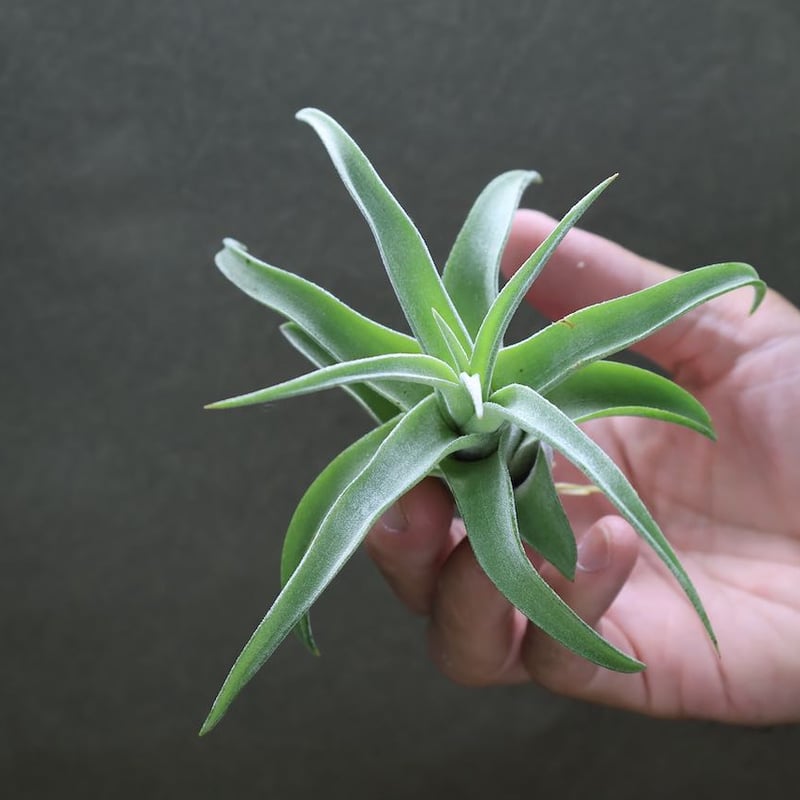 ストレプトフィラ Sサイズ 19号 | air-plants TENGU-DO