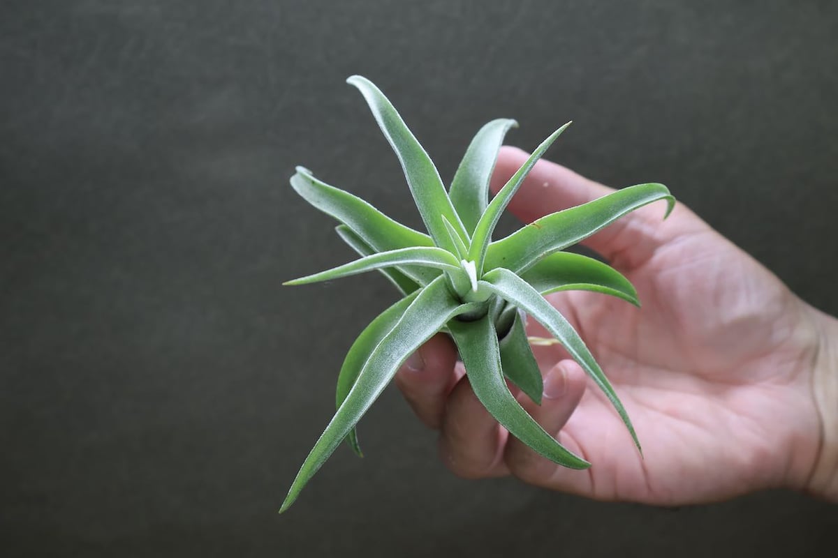 ストレプトフィラ Sサイズ 19号 | air-plants TENGU-DO