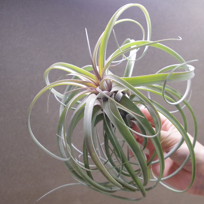 ハイジグーツ（ エクセルタ × ストレプトフィラ ）12号 | air