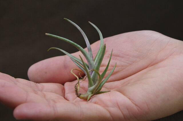 ミスティックヘイズ（ アルベルティアナ × ゼチェリ ）01号 | air