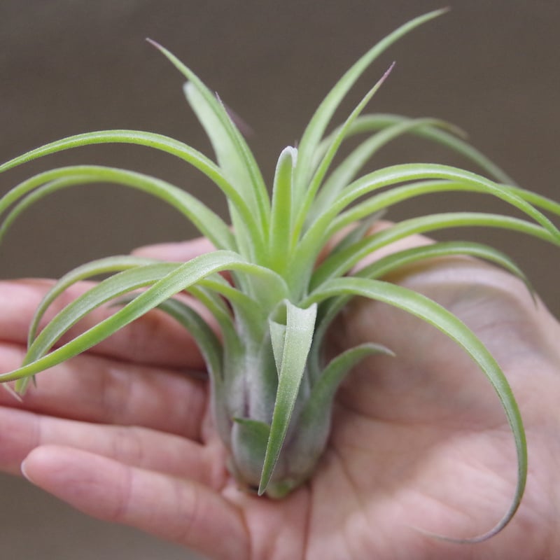Ionantha Ron × Streptophylla Belize 速達発送 Ionantha Ron × Streptophylla Belize 速達発送