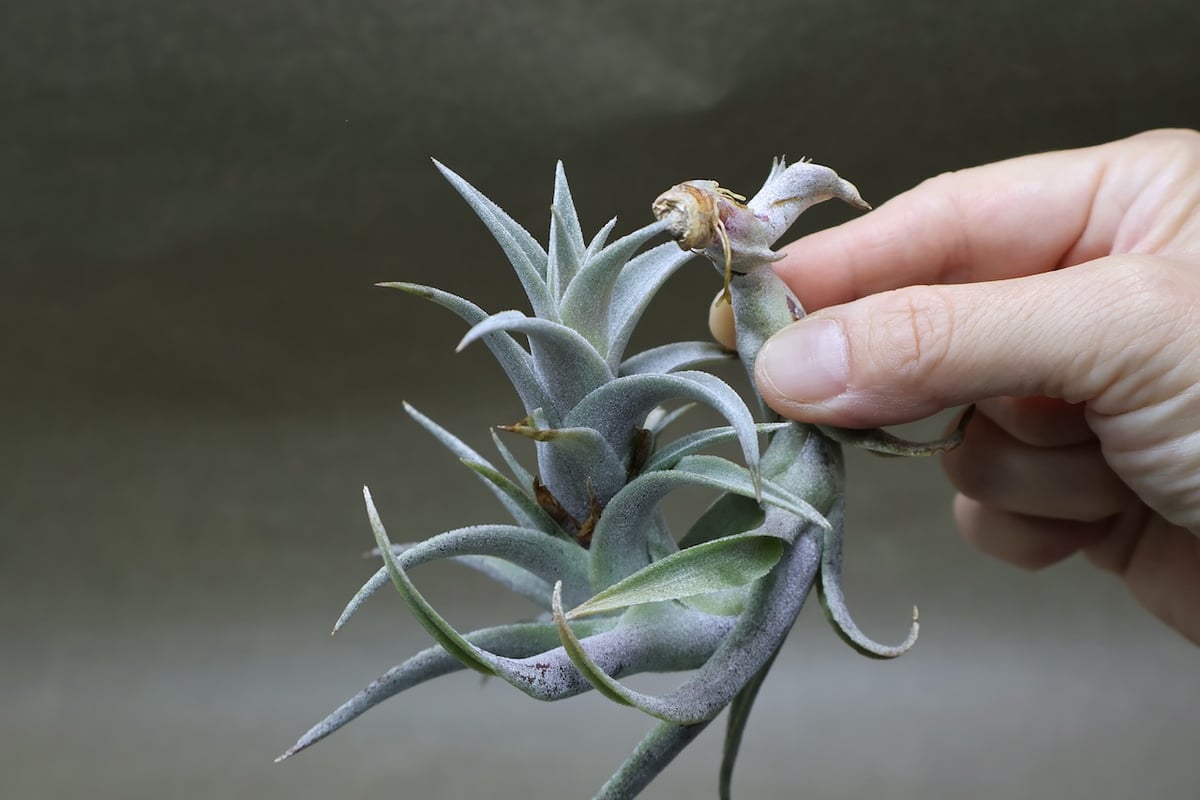エディシアエ 63号 | air-plants TENGU-DO