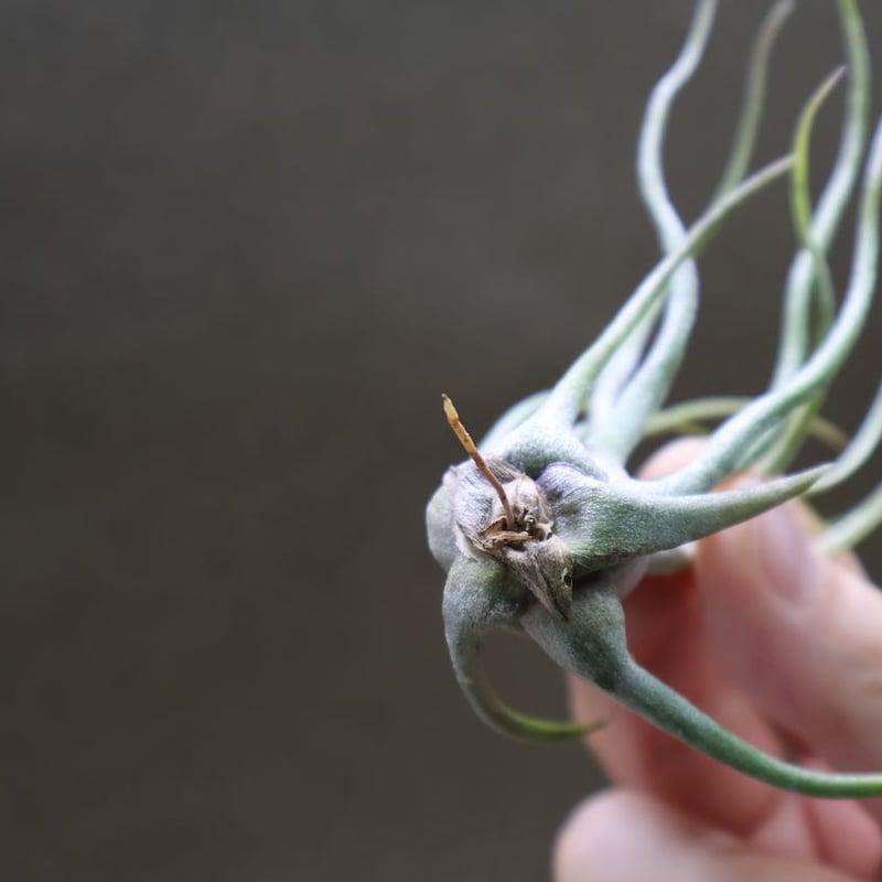 セレリアナ × ブルボーサ 08号 | air-plants TENGU-DO セレリアナ × ブルボーサ 08号 | air-plants TENGU-DO