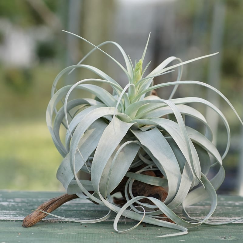 スタッフ特選】キセログラフィカ 花芽付き A号 | air-plants TENGU-DO