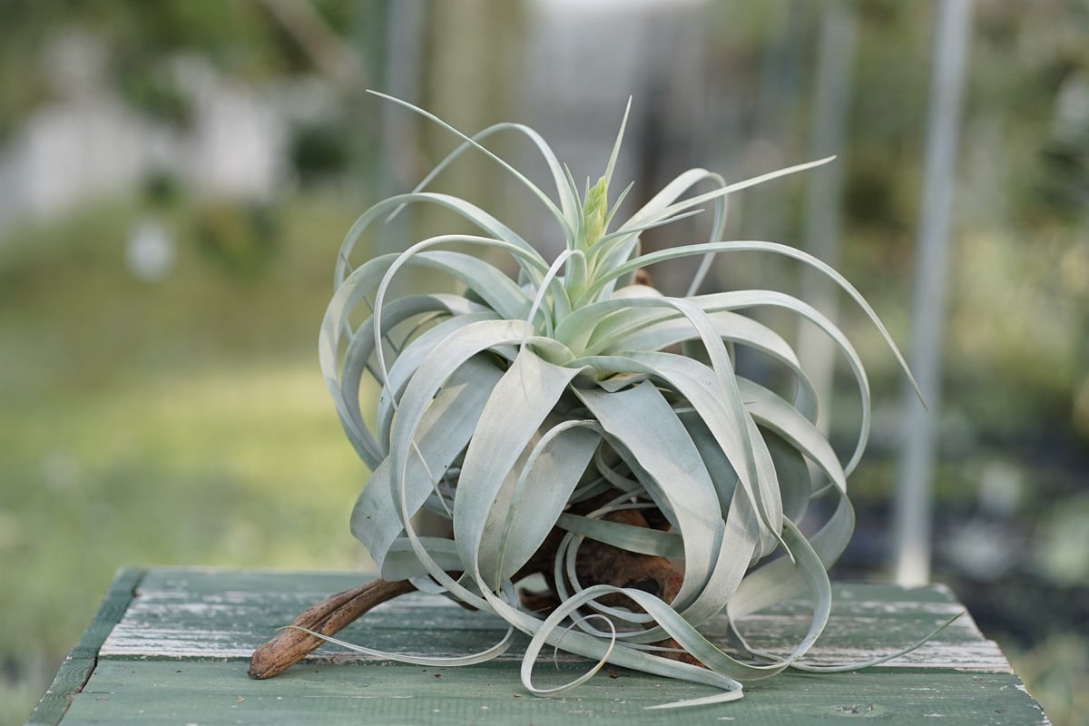 スタッフ特選】キセログラフィカ 花芽付き A号 | air-plants TENGU-DO