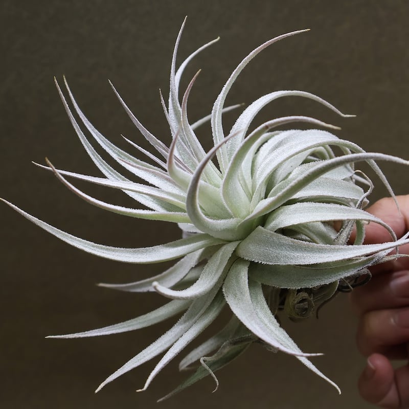 ガルドネリ ルピコラ 02号 | air-plants TENGU-DO