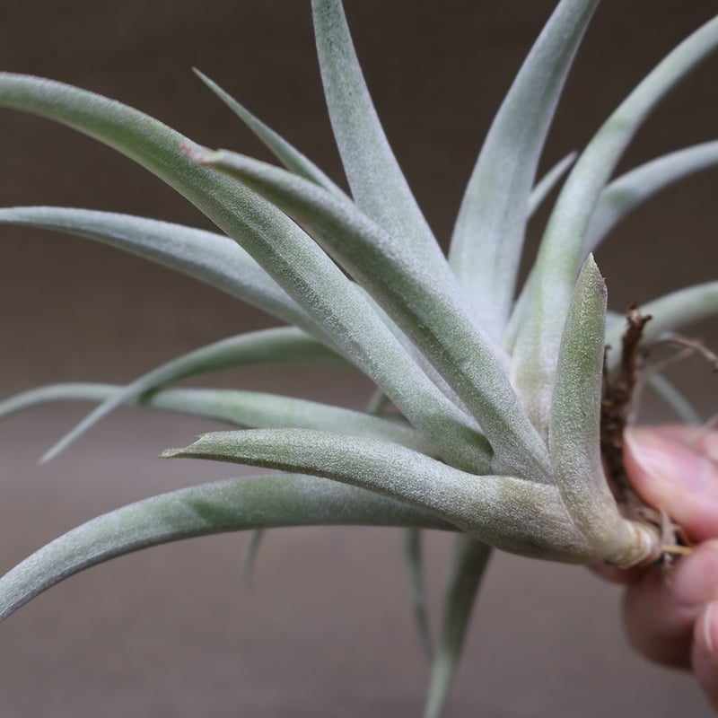 カピタータ シルバーローズ 43号 | air-plants TENGU-DO