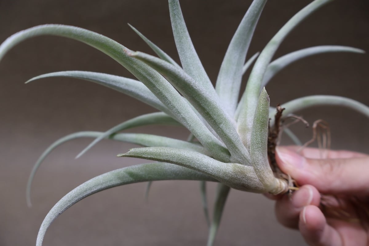 カピタータ シルバーローズ 43号 | air-plants TENGU-DO