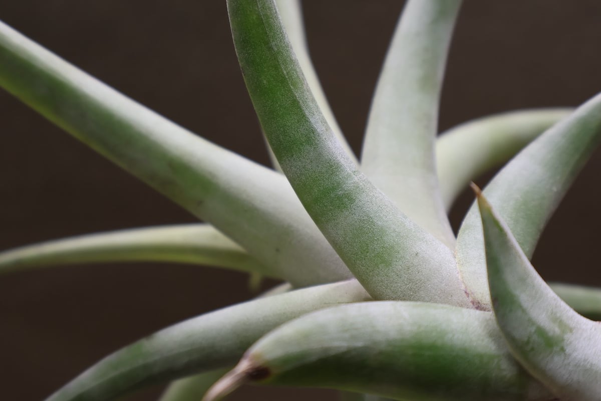 フレクスオーサ ヴィヴィパラ 16号 | air-plants TENGU-DO フレクスオーサ ヴィヴィパラ 16号 | air-plants TENGU-DO