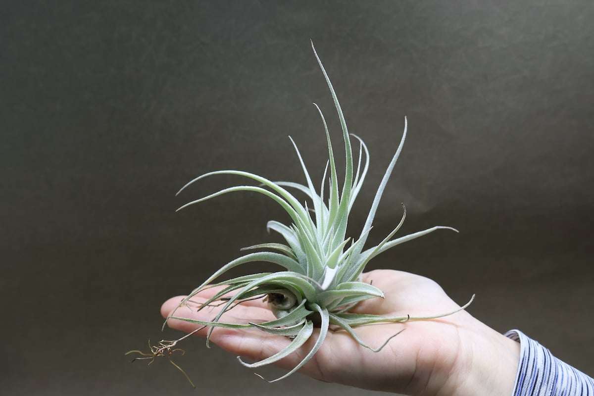 レクルビフォリア サブセクンディフォリア 14号 | air-plants TENGU-DO