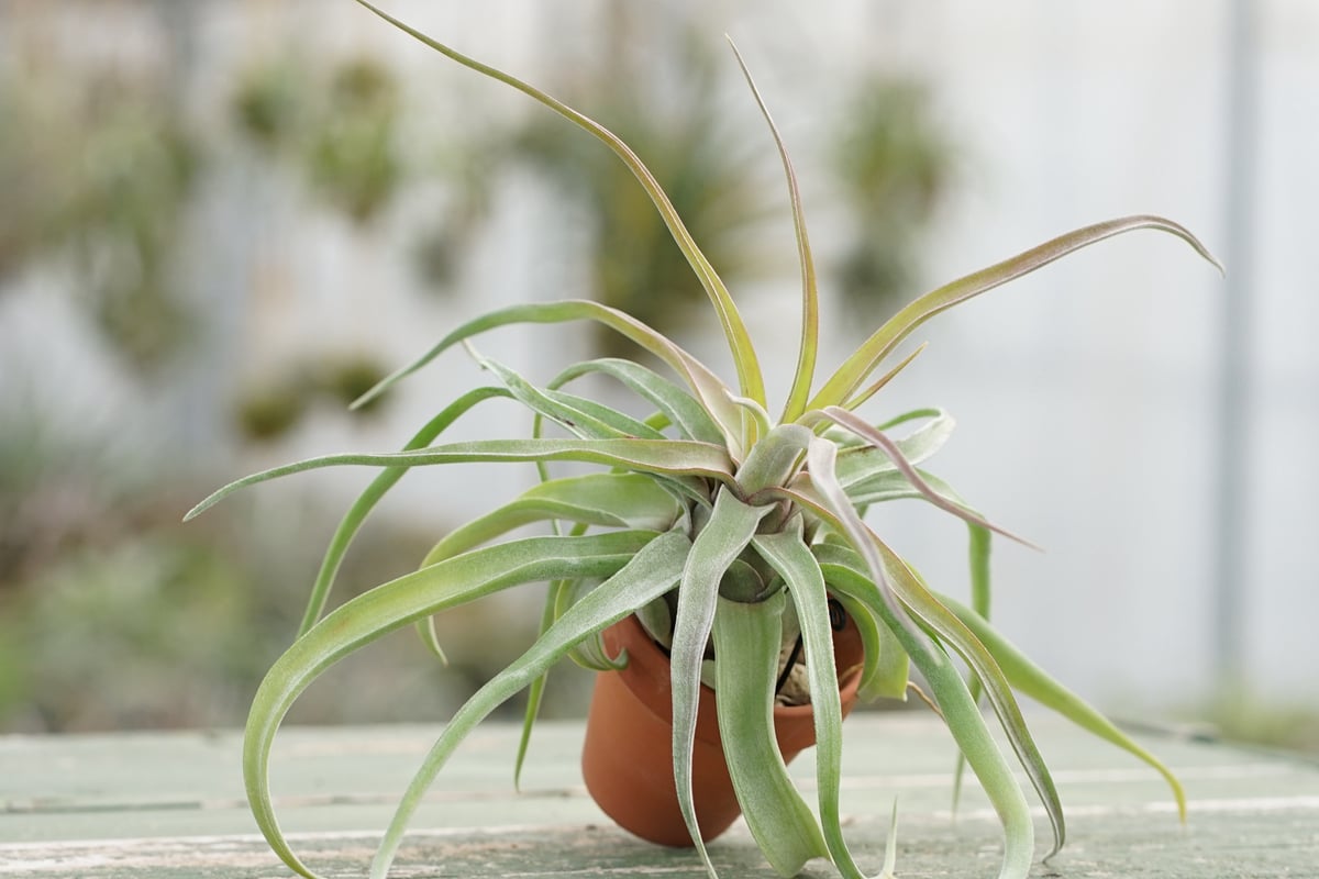 スタッフ特選】鉢に着生 ストレプトフィラ 子株 | air-plants TENGU-DO