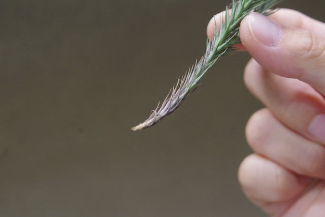 (激レア)チランジア　トリコレピス　クローズドフォーム　タイ便 楽天市場】チランジア トリコレピス (エアープランツ ティランジア