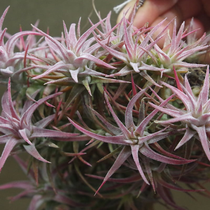 イオナンタ バンハイニンギー クランプ 08号 | air-plants TENGU-DO