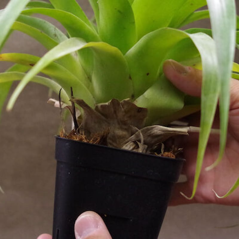 サマンサ 06号 ※送料込 | air-plants TENGU-DO