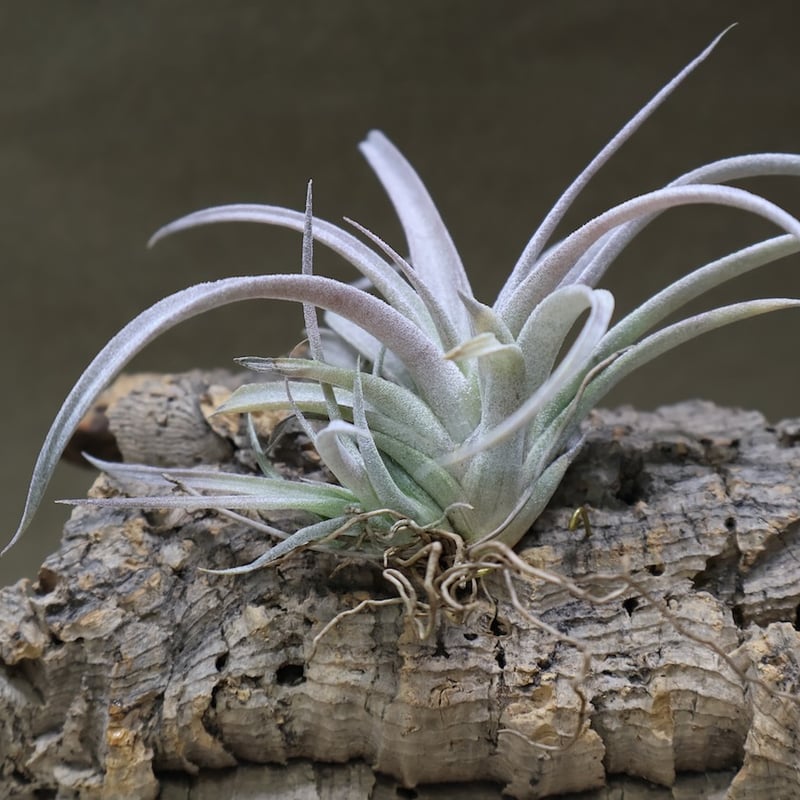 チアペンシス ギガンテスコ 22号 | air-plants TENGU-DO