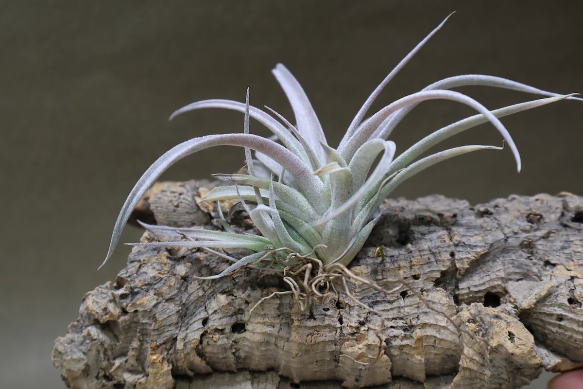 チアペンシス ギガンテスコ 22号 | air-plants TENGU-DO