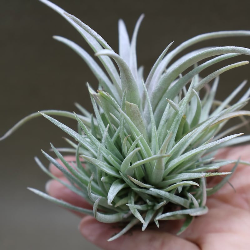 カピタータ モーヴ 27号 | air-plants TENGU-DO