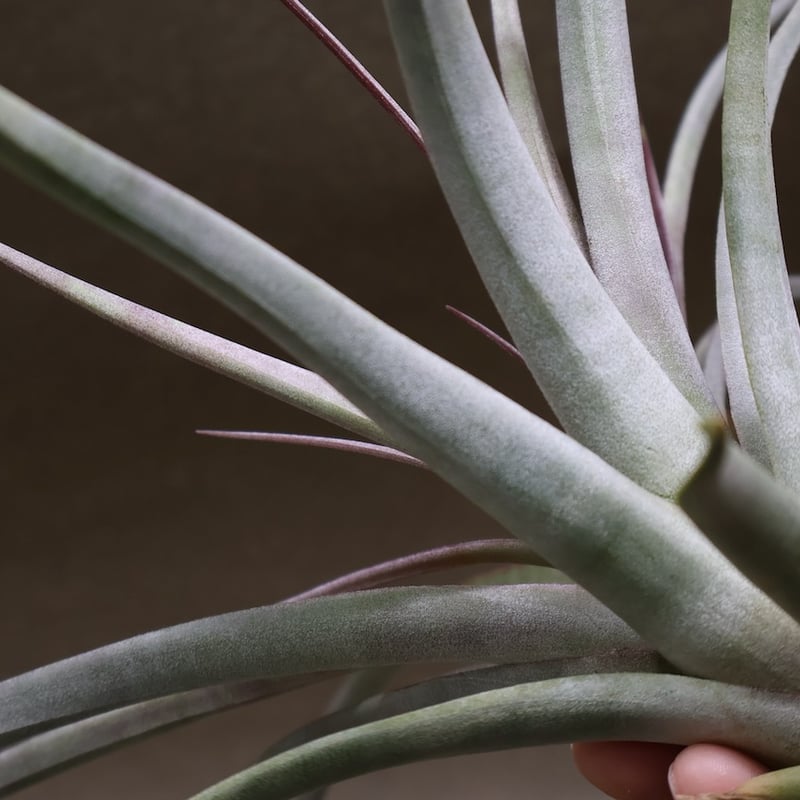 アズテックファイヤー （シャッツリー × クズマエ ) 07号 | air