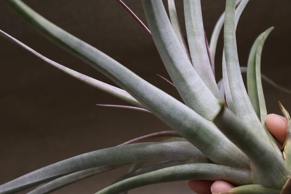 アズテックファイヤー （シャッツリー × クズマエ ) 07号 | air-plants