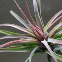 フォーグレーターグローリー （キセログラフィカ x バルビシアナ ）16