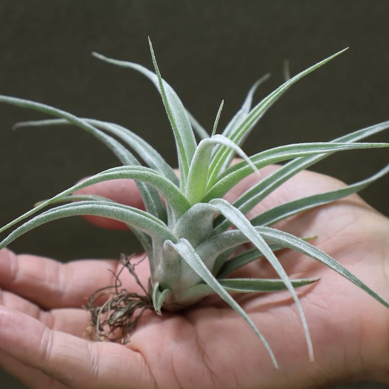 チアペンシス × エーレルシアナ 01号 | air-plants TENGU-DO