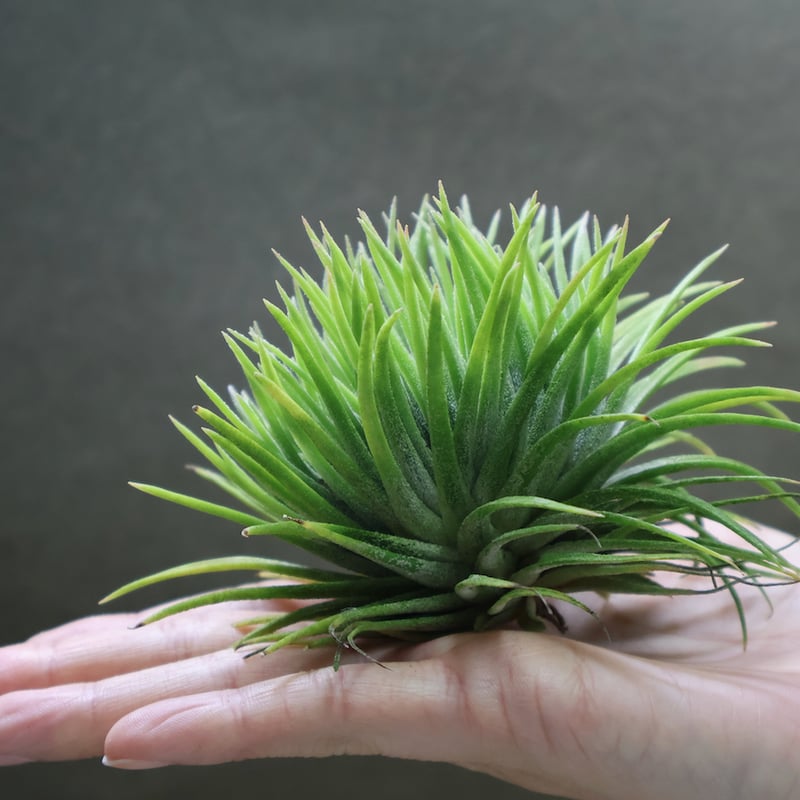Tillandsia イオナンタ モンストローサ チランジア・イオナンタ 'モンストローサ(モンストロース)' 成長