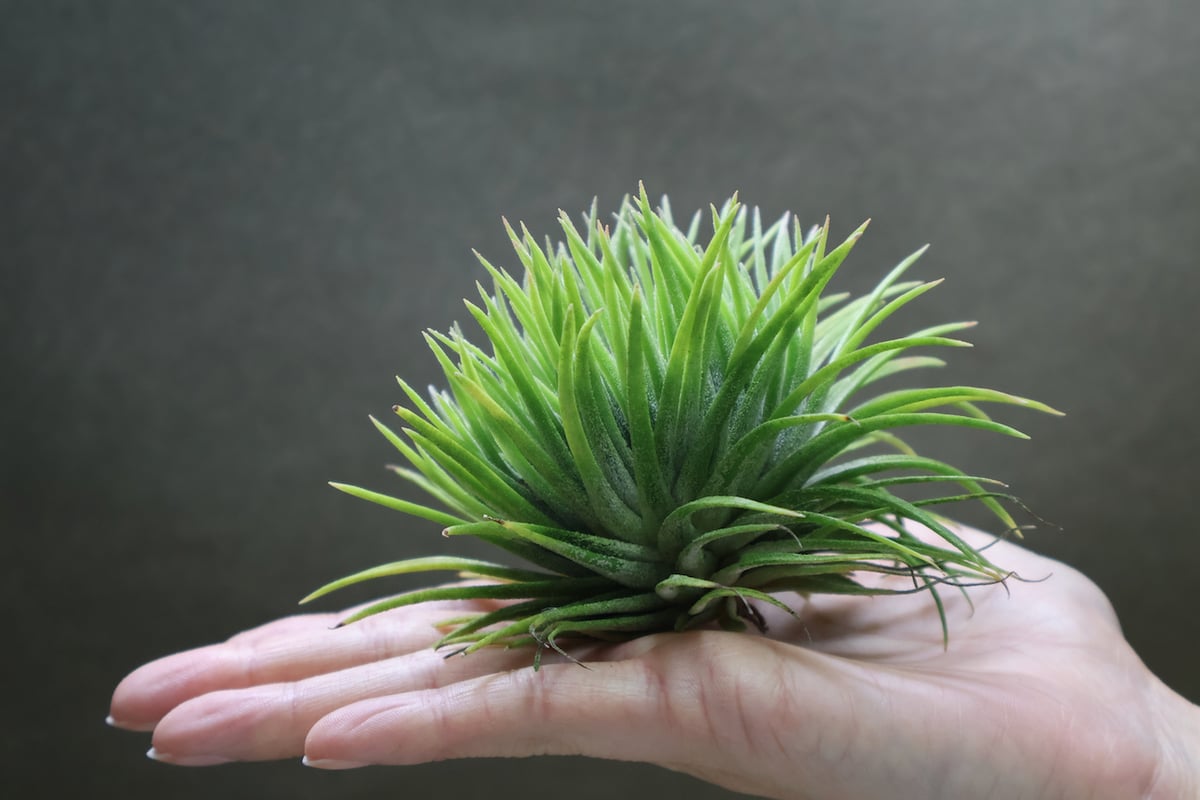 イオナンタ モンストローサ 07号 | air-plants TENGU-DO イオナンタ モンストローサ 07号 | air-plants TENGU-DO
