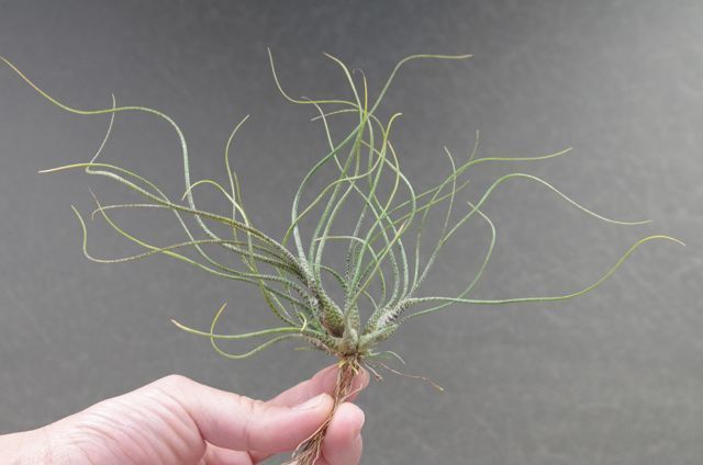 チランジア　ベイレイ　特大クランプ チランジア・ベイレイ T. baileyi （クランプ） - Frontier Plants