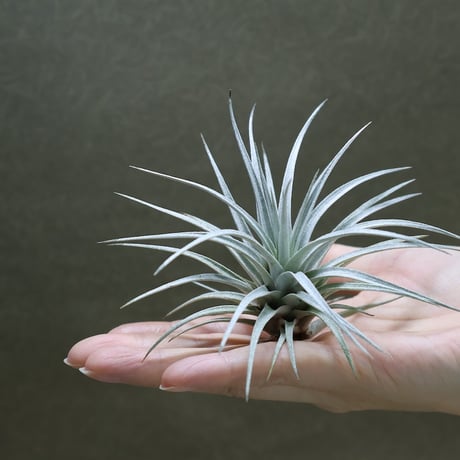 CATEGORY エアープランツ（ティランジア） | air-plants TENGU-DO