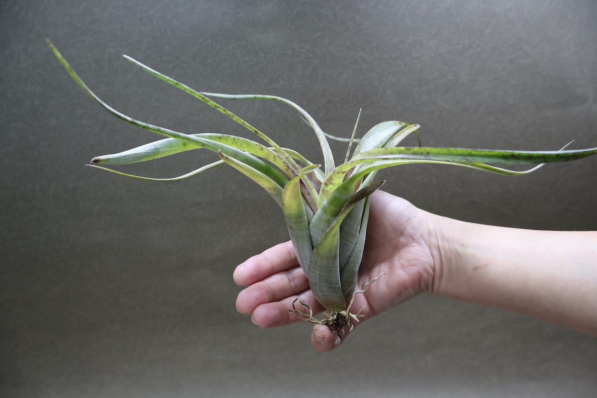 フレクスオーサ 13号 | air-plants TENGU-DO